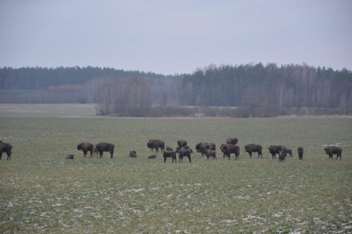 fot&#x2e;&#x20;z&#x20;archiwum&#x20;Nadleśnictwa&#x20;Krynki