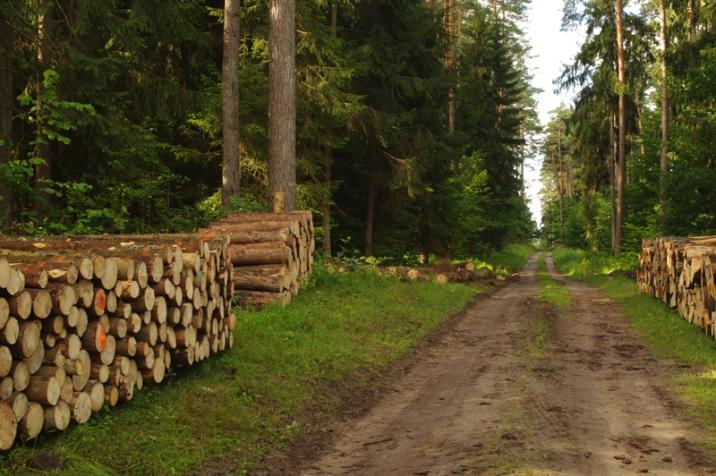 na zdjęciu droga leśna  i ułożone w jej pobliżu stosy drewna