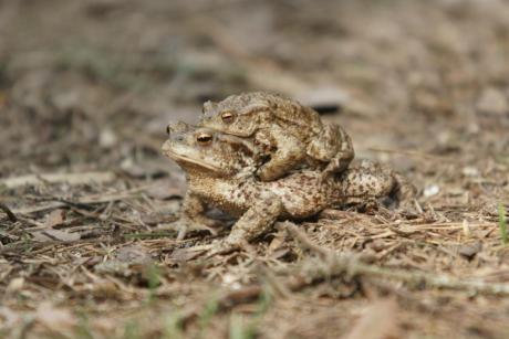 Mała retencja to realna pomoc dla płazów - tu i teraz