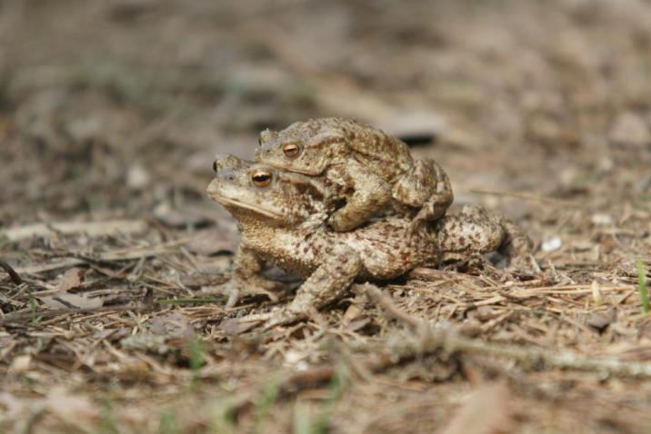 ampleksus u przedstawicieli ropuchowatych